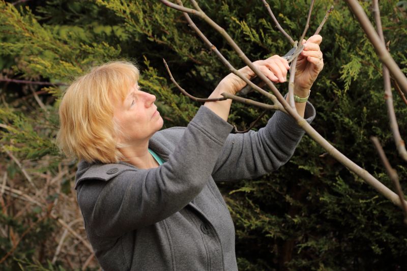 Apple Tree Pruning