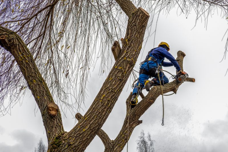 Seasonal Tree Maintenance