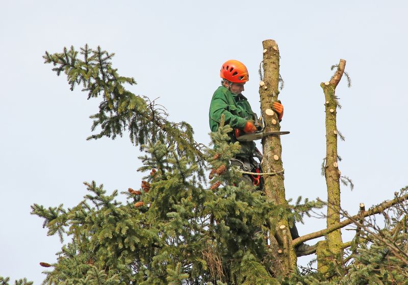 Seasonal Tree Trimming