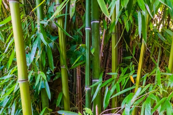 Bamboo Trimming in Decatur