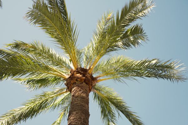 Palm Tree Pruning in Decatur