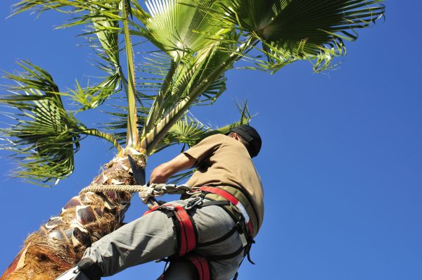 Palm Tree Trimming in Decatur