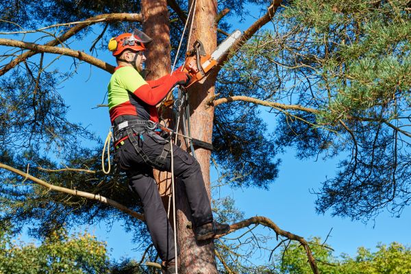 Tree Service in Decatur