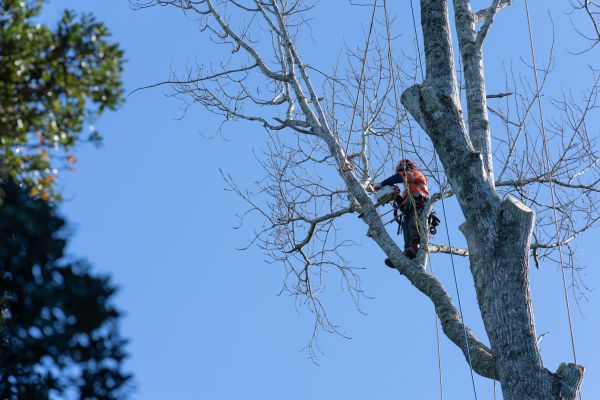 Tree Topping Service in Decatur
