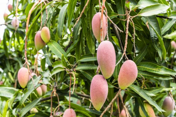 Mango Tree Trimming in Decatur