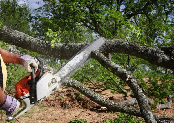 Tree Branch Cutting in Decatur