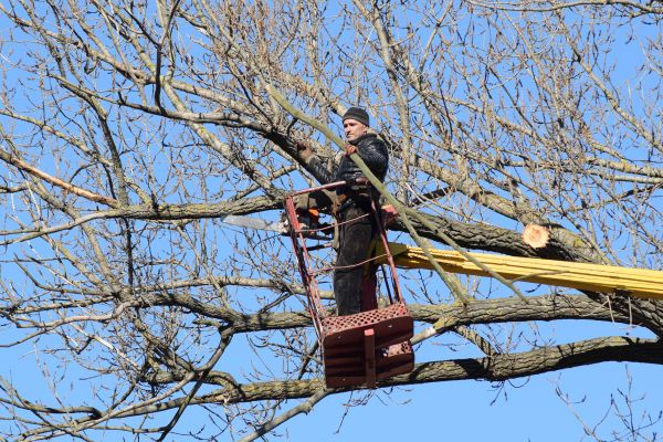 Emergency Tree Trimming in Decatur