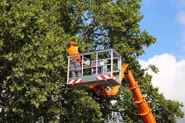Commercial Tree Service in Decatur
