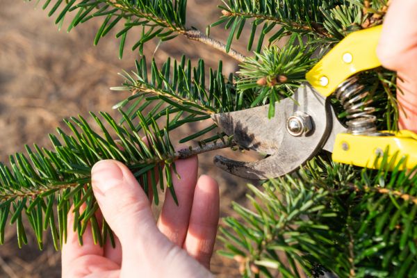 Pine Tree Pruning in Decatur