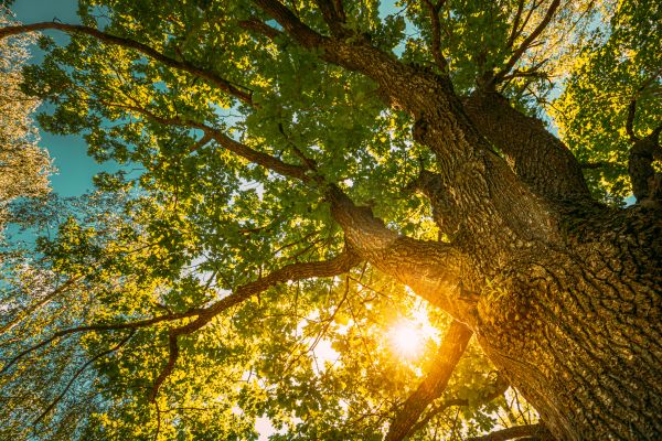 Oak Tree Pruning in Decatur