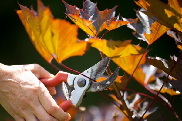 Maple Tree Pruning in Decatur