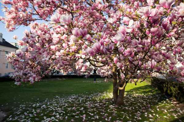 Magnolia Tree Pruning in Decatur