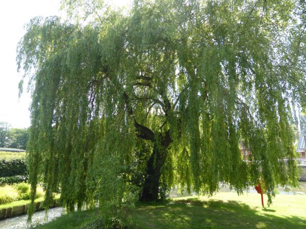 Willow Tree Trimming in Decatur