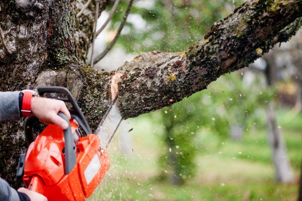 Tree Limbs Removal in Decatur