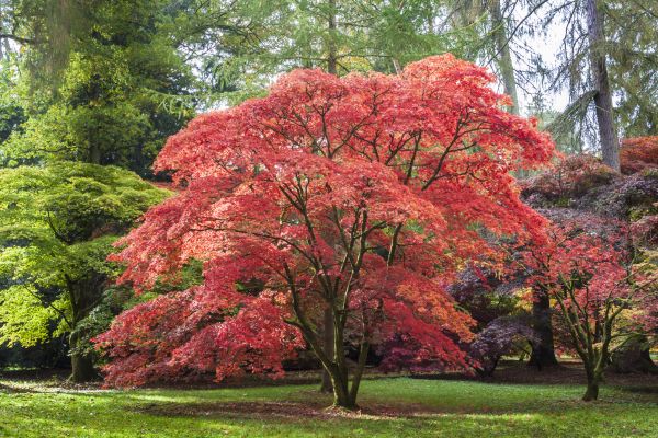 Japanese Maple Pruning in Decatur