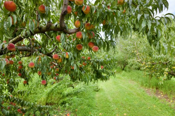 Peach Tree Pruning in Decatur