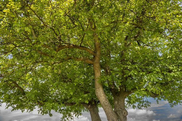 Walnut Tree Trimming in Decatur