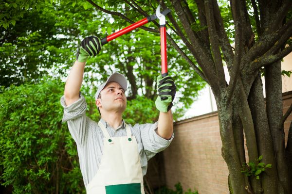 Tree Limb Pruning in Decatur