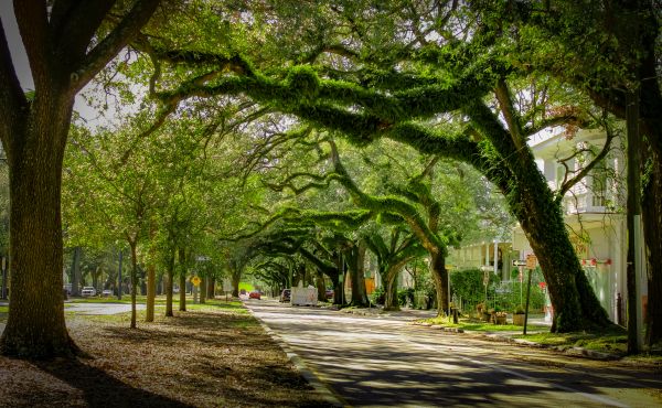 Tree Canopy Thinning in Decatur