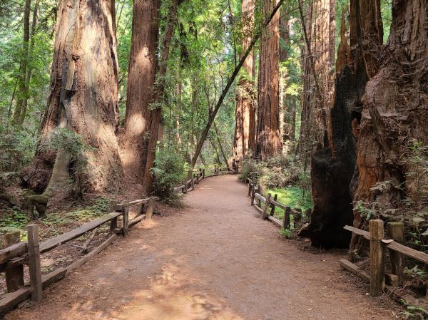 Redwood Tree Pruning in Decatur