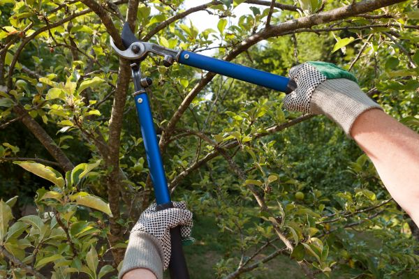 Residential Tree Pruning in Decatur