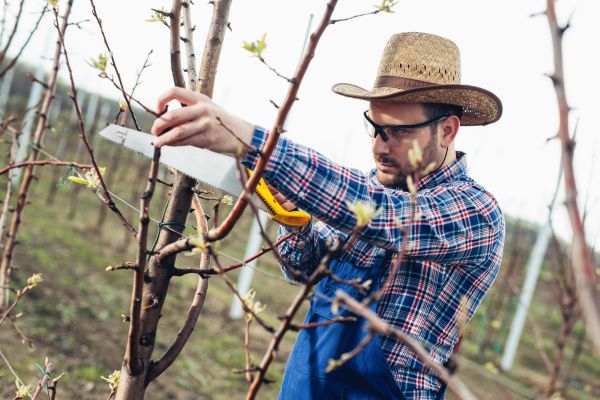 Orchard Tree Pruning in Decatur