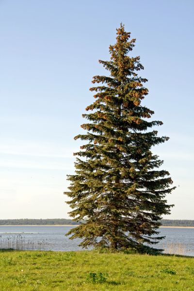 Spruce Tree Pruning in Decatur