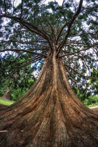Cedar Tree Pruning in Decatur
