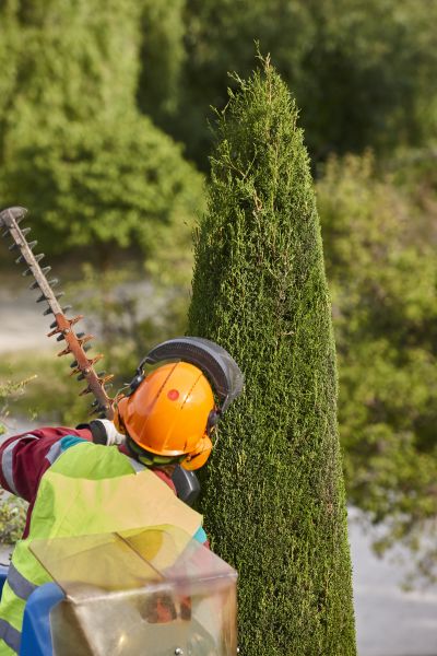 Cypress Tree Trimming in Decatur