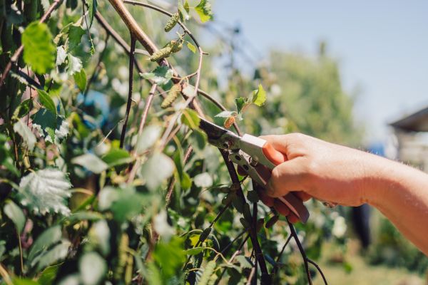 Birch Tree Pruning in Decatur
