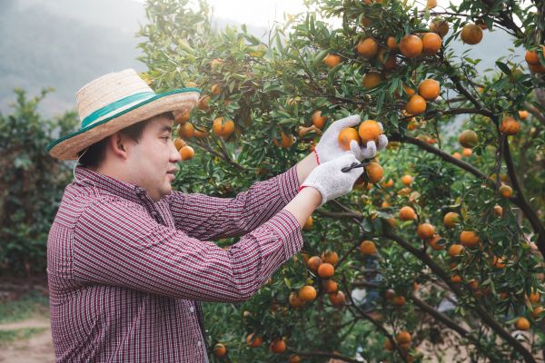 Orange Tree Pruning in Decatur