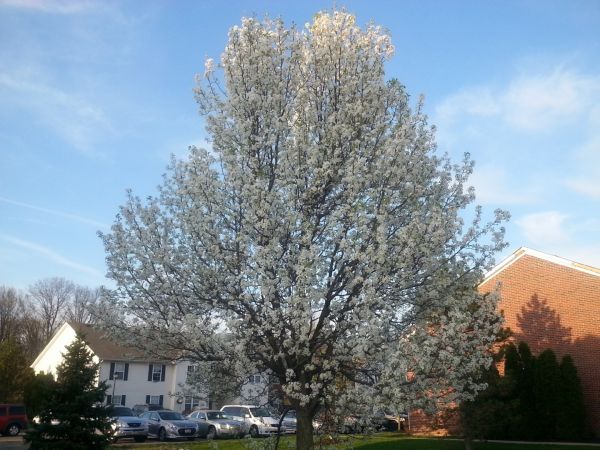 Bradford Pear Tree Pruning in Decatur