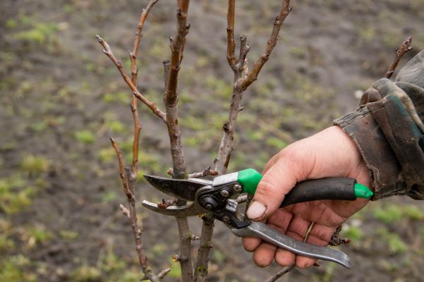 Pear Trees Pruning in Decatur