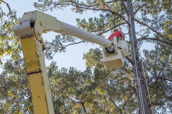 Limbs Trimming in Decatur