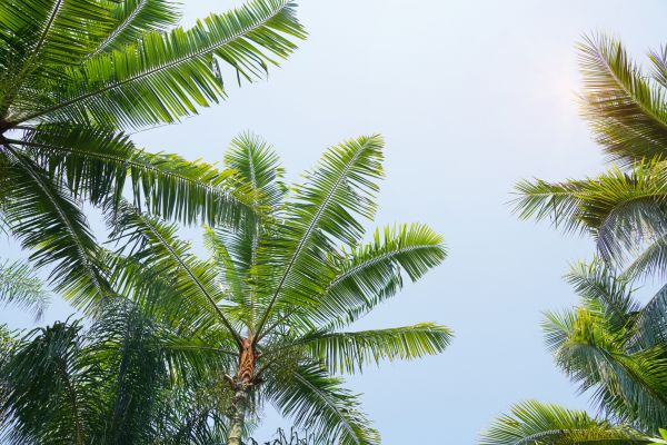 Queen Palm Tree Trimming in Decatur