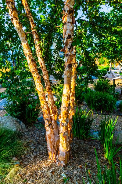 River Birch Trimming in Decatur