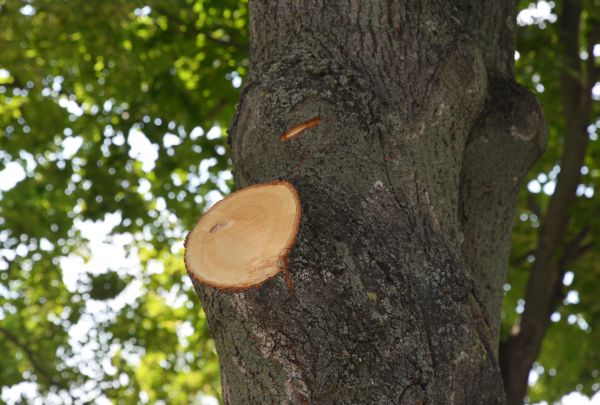 Limb Cutting in Decatur
