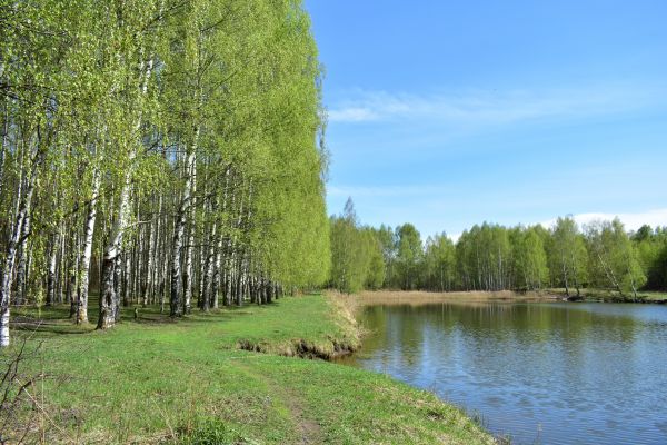 River Birch Pruning in Decatur