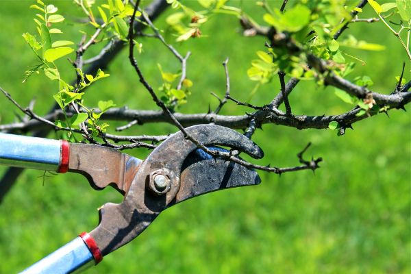 Branches Pruning in Decatur