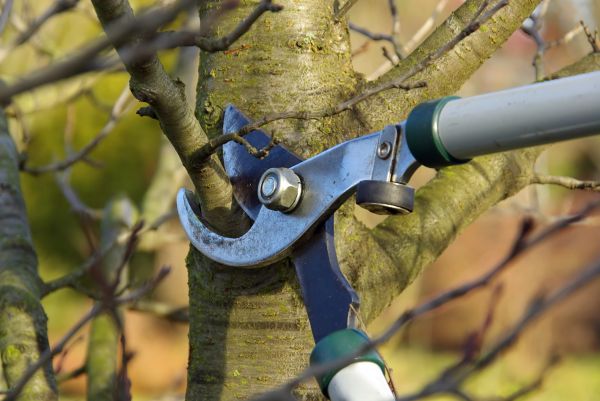 Tree Limb Trimming Service in Decatur