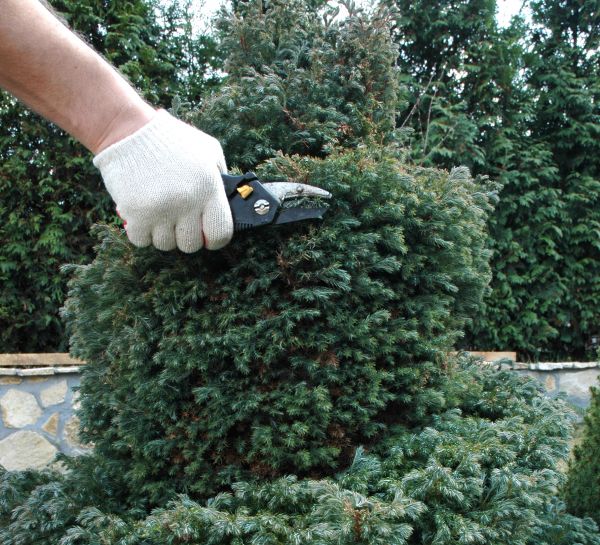 Ornamental Tree Trimming in Decatur