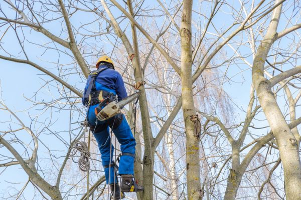 Large Tree Trimming in Decatur