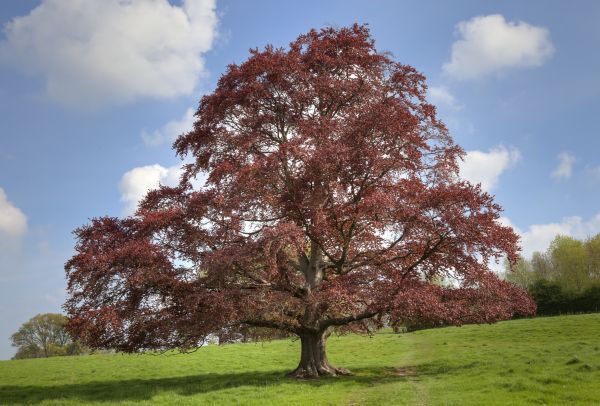 Beech Tree Pruning in Decatur