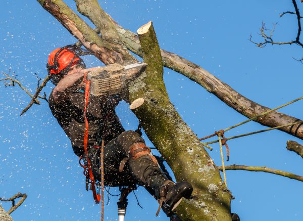 Tree Trimming Service in Decatur