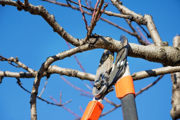 Tree Pruning in Decatur
