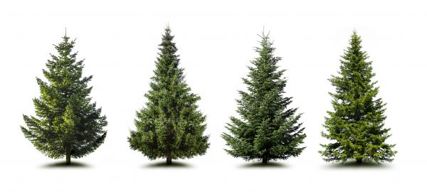 Cost of Pine Tree Trimming in Decatur