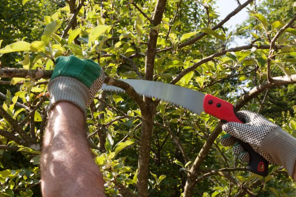 Apple Tree Trimming in Decatur